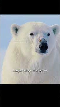 This clumsy polar bear fails to catch a single seal for two months. #wildlife