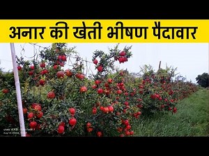 Pomegranate farming | How to do pomegranate farming | Pomegranate farming