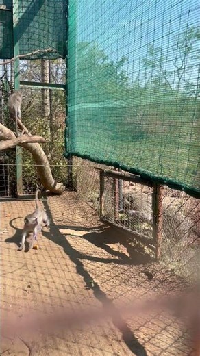 D&D’s big troop release: Griffin, Hazel, and baby Kristi! 🥰🐒