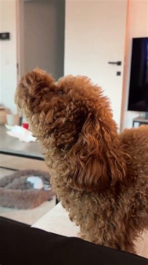 The cutest howl 👑 #dog #dogs #puppy #puppies #dogshorts @toypoodlemorris