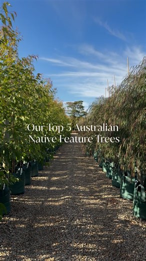 3.7K views | Top 5 Australian Native Feature Trees (That Actually...