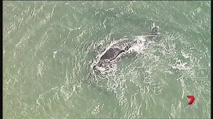 A whale is stranded in Moreton Bay, north of Brisbane. The animal appears to have gotten into trouble in shallow water just off Bird Island. Report on 7 News at 6pm Download the 7 News app: http://yhoo.it/2a8SxYV #Whale #7News | 7NEWS Sydney