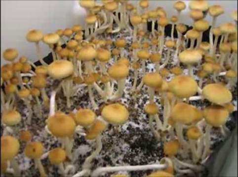 Golden Teacher Mushrooms Time Lapse