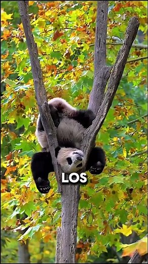 Panda facts that will make you smile! 🐼😄