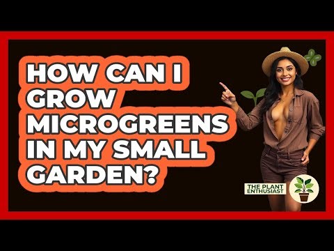 How Can I Grow Microgreens In My Small Garden? - The Plant Enthusiast