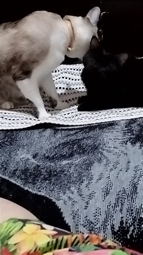 miss_meow...meow on TikTok