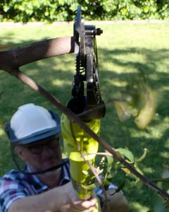 Cut stubborn hard to reach branches up to 32mm thick (green) 28mm (dry) using our new 18V Bypass Lopper – simple, effective, effortless pruning! | RYOBI Australia