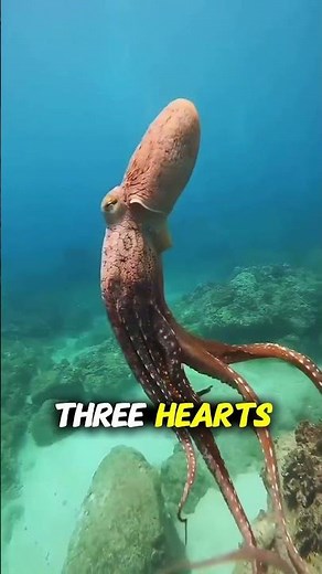 Why Do Octopuses Have Blue Blood AND 3 Hearts? 🤯💙🐙