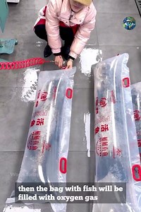 136K views · 1.1K reactions | New method of packing live big fish for transport | World Today | Facebook