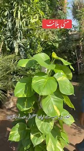 Money plant price 2500 | AGP Nursery Farm