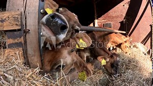 Close up view of Jersey cattle is a British breed of small dairy cows and one of three Channel Island cow breeds the milk is high in butterfat and has a characteristic yellowish tinge 4k resolution