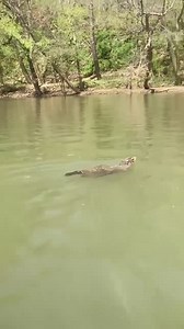 Groundhogs can... - Tennessee Wildlife Resources Agency