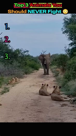 Top 3 Animals You Should NEVER Fight 😳