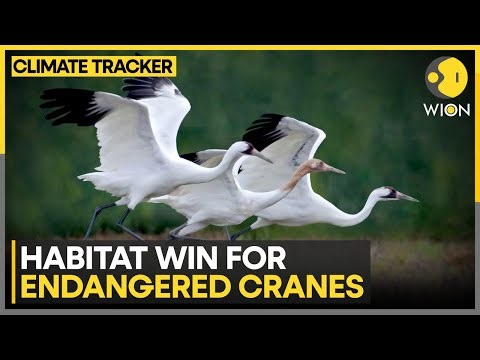 North America: 3,300 Acres Protected for Whooping Cranes | WION Climate Tracker