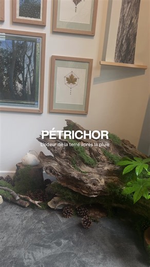 Explore Pétrichor: A Unique Art Installation at Slow Galerie