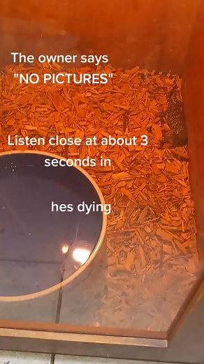 Exposed: John's Exotic Pet Store Animal Abuse - What To Do? Pt. 1