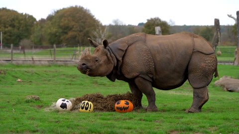 Animals feast on Halloween treats at a British zoo