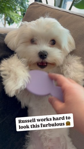 Brushing time 🙂 | Milo Meets World
