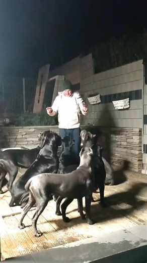 Training Large Dogs at Night: Tips and Techniques