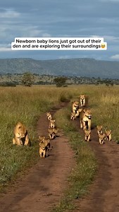 41K views · 10K reactions | Newborn baby lions, called cubs, spend...