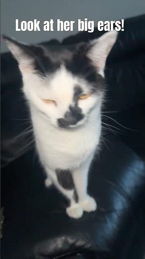 My cat has huge ears!! #cats #cat #pawsn #funny #catworld #kitten #cute #pets #kitty #pawsrescue