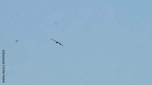 A Red Kite (Milvus milvus) circling on rising thermals under clear blue summer sky, Aragon, Spain