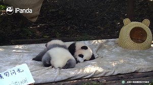 Hey, let go of my head! If you are able to bite my tail, that’s real kung fu. (Ji Xiao & Cheng Feng) #HiPanda | iPanda