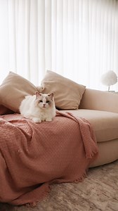 Jumpscare: your cat vs your couch. This Friday the 13th, avoid the horror show—@a1001sqfthome’s cats have excellent taste in furniture (hint: it’s Fable). In the spotlight: Fable Performance Fabric Side Chaise Sofa Photography: @a1001sqfthome | Castlery
