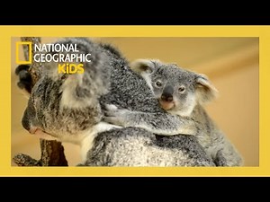 Super Animals Full Episode 💥 | Amazing Aussies 🇦🇺🐨 | ‪@natgeokids‬