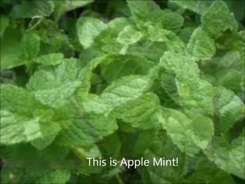Growing Mint in Containers