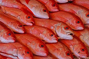 How to buy fresh fish - video Dailymotion