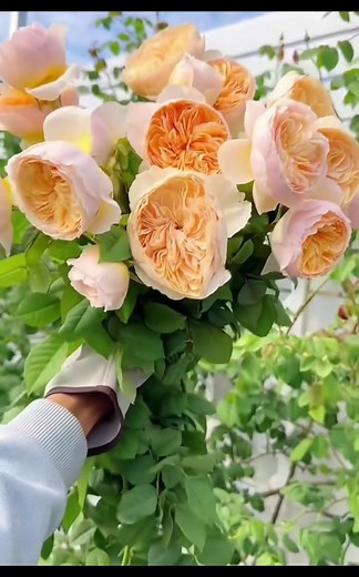 Chinese Climbing Rose 'HanXian': A Floral Delight