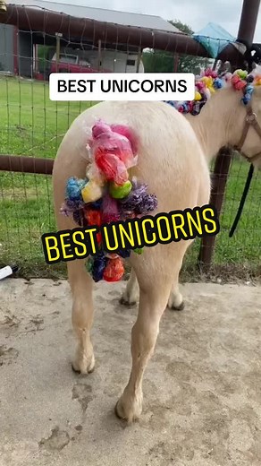 Best Unicorn Content on TikTok