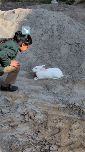Adorable Bunny Playing 🐰❤️ #Shorts #trendingshorts