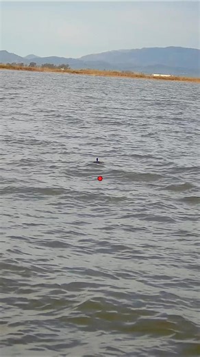 You can’t get a better choke pattern than a full choke ! #duckhunting #hunting #duck ‪@bossshotshells‬