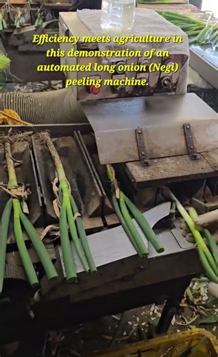 High-Speed Automated Long Onion Peeling Machine 🧅🚜