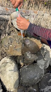 58K views · 239 reactions | Dumikit sa bato | Ran Olivares | Facebook