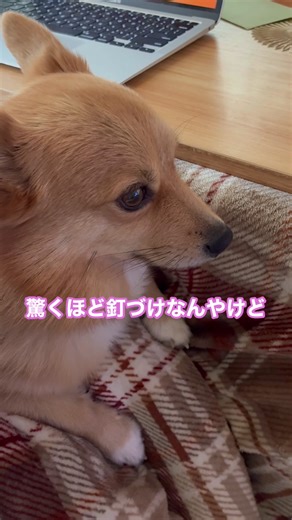 わんこのための色彩豊かな動画