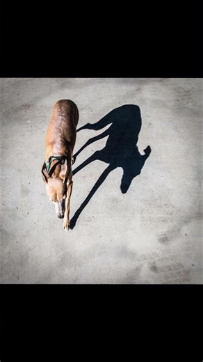 Why Dogs Bark at Moving Shadows