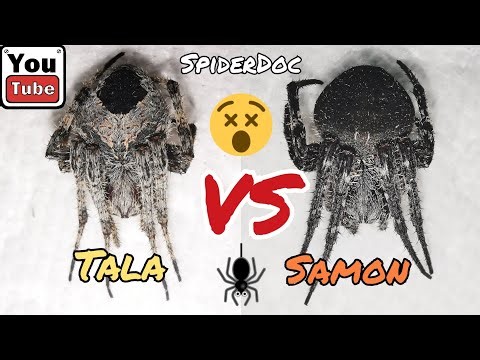 SAMON vs CEBU Super JUMBO TALAAN. Sinakmal at Di na Binitawan! Spider Fight.
