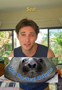 Neil the Seal Tasmania: Southern Elephant Seal sighting and facts