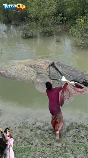 LELET BANGET! Ikan Lele Babon Kabur di Depan Mata 😱🔥 Mancing Gagal Total!