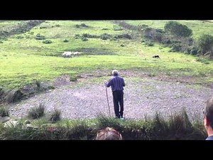 Demonstration Sheep Herding in Ireland
