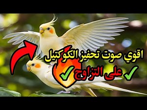 Happy Cockatiel Singing – Natural Bird Sounds for Relaxation & Training Cockatiel Calls-Natural Song