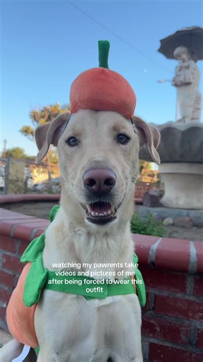 Labrador Retriever in Adorable Halloween Costume