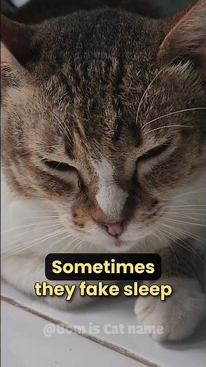 Do Cats Fake Sleep? 😼😼 #catfacts #catshorts #catlovers