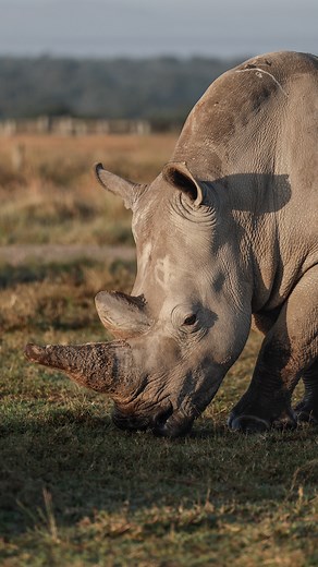 Najin and her daughter Fatu are the only northern white rhinos left on Earth, but time is running out to prevent them becoming the latest in a long line of animals that humans have poached to extinction. Uterus problems mean that neither Najin nor Fatu can carry a pregnancy, but a recent scientific breakthrough involving IVF means 2025 could be the year the world celebrates a new northern white rhino foetus. #AFP 🎥Samuel MWANGI #kenya #rhinoceros | AFP News Agency