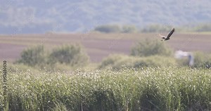 Seagulls flying over the water. Birds and wildlife ecology research, breeding bird monitoring. Urban wildlife ecology and conservation worldwide. Ecological landscapes and urban wildlife programs
