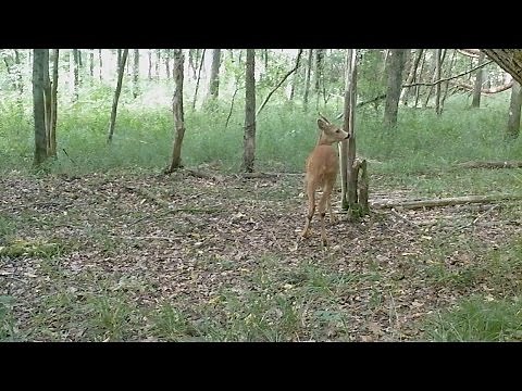 Territorialité du chevreuil : les régalis du brocard…