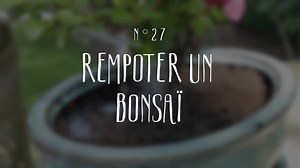 Ficus retusa : un bonsaï facile d'entretien